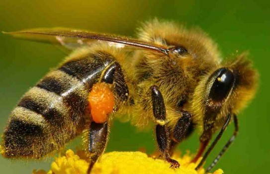Abejas sin aguijón en peligro de extinción; en Veracruz viven 24 especies
