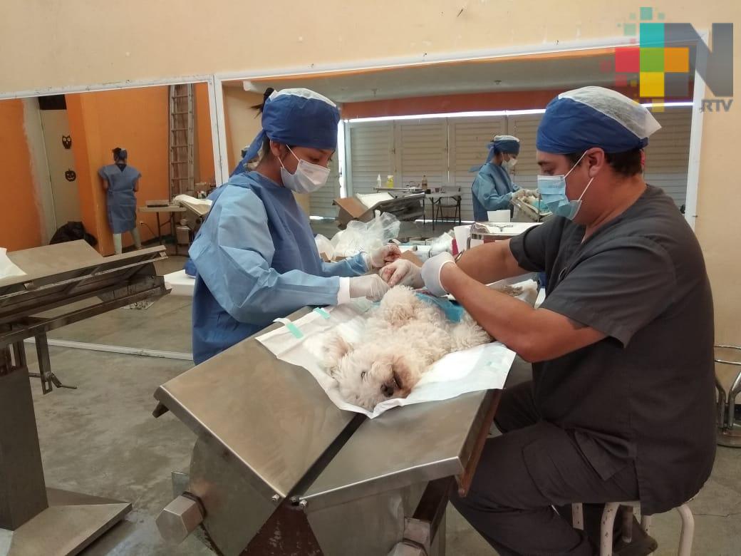 Vecinos organizan campaña de esterilización canina y felina en el municipio de Emiliano Zapata