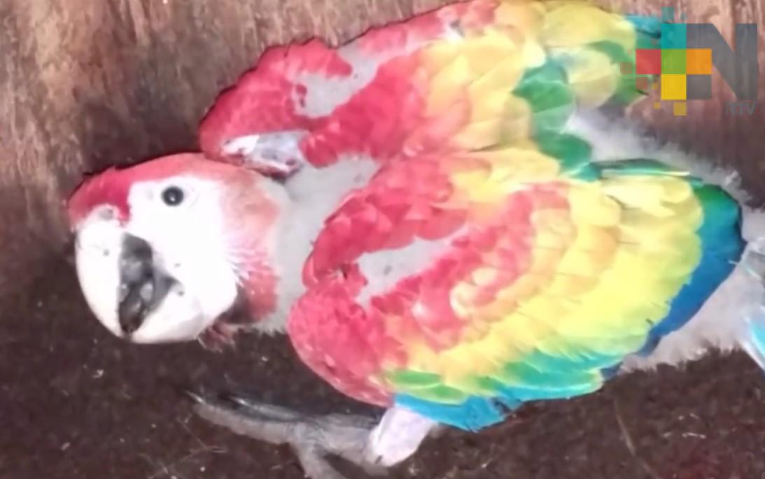 Reportan nacimiento de guacamaya en libertad en la región de los Tuxtlas