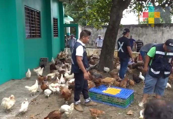 Mujeres del municipio de Cosamaloapan reciben gallinas ponedoras