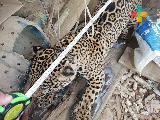 Pobladores del ejido Las Perlas cazan a jaguar