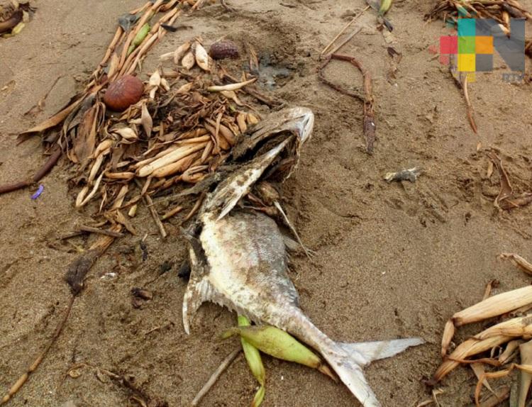 Solicitan intervención de Profepa para analizar mortandad de peces en playa de Coatzacoalcos
