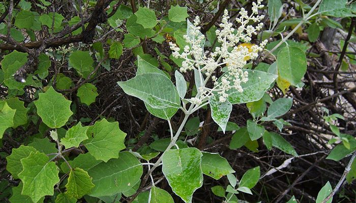 Desarrollan universitarios productos higiénicos derivados de plantas