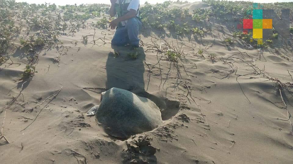 Se mantiene vigilancia en campamentos tortugueros del sur de Veracruz