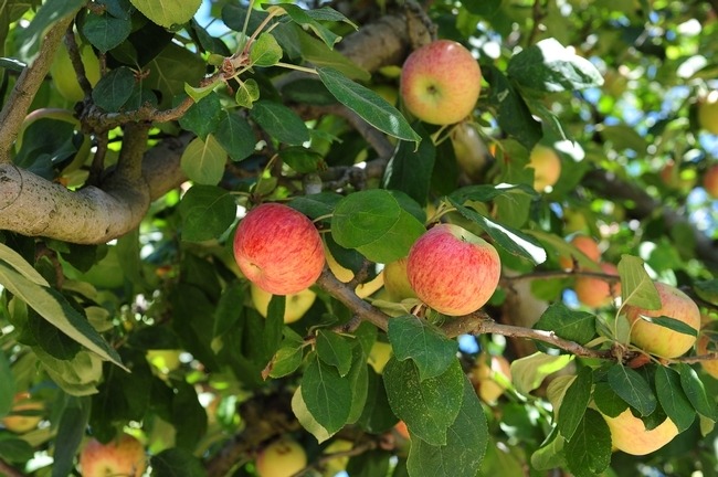 Declara Presidente 20 de septiembre como «Día nacional de la manzana mexicana»