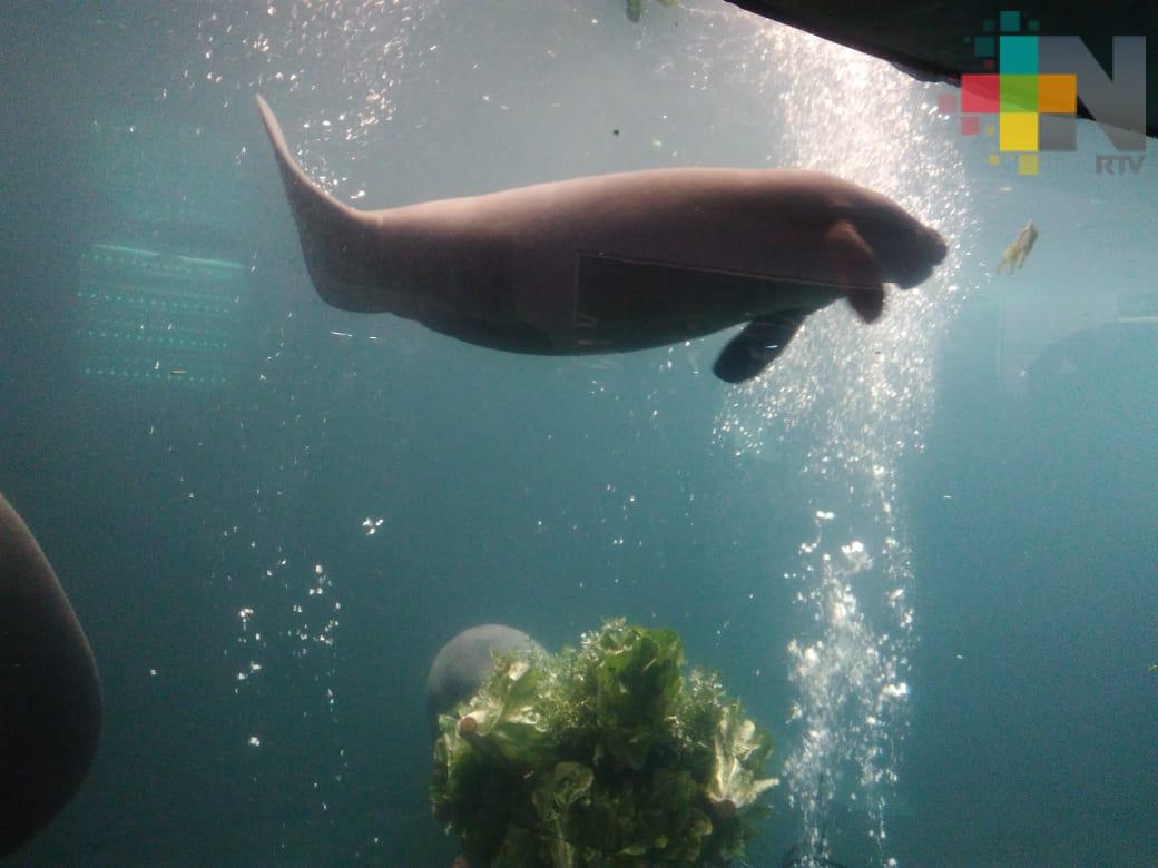 Se rehabilitará el Aquarium de Veracruz