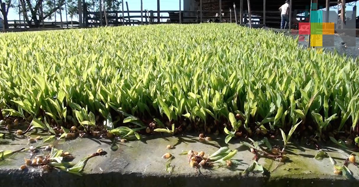 Construirán sistemas de forraje hidropónico para alimentar ganado de la zona rural de Coatzacoalcos