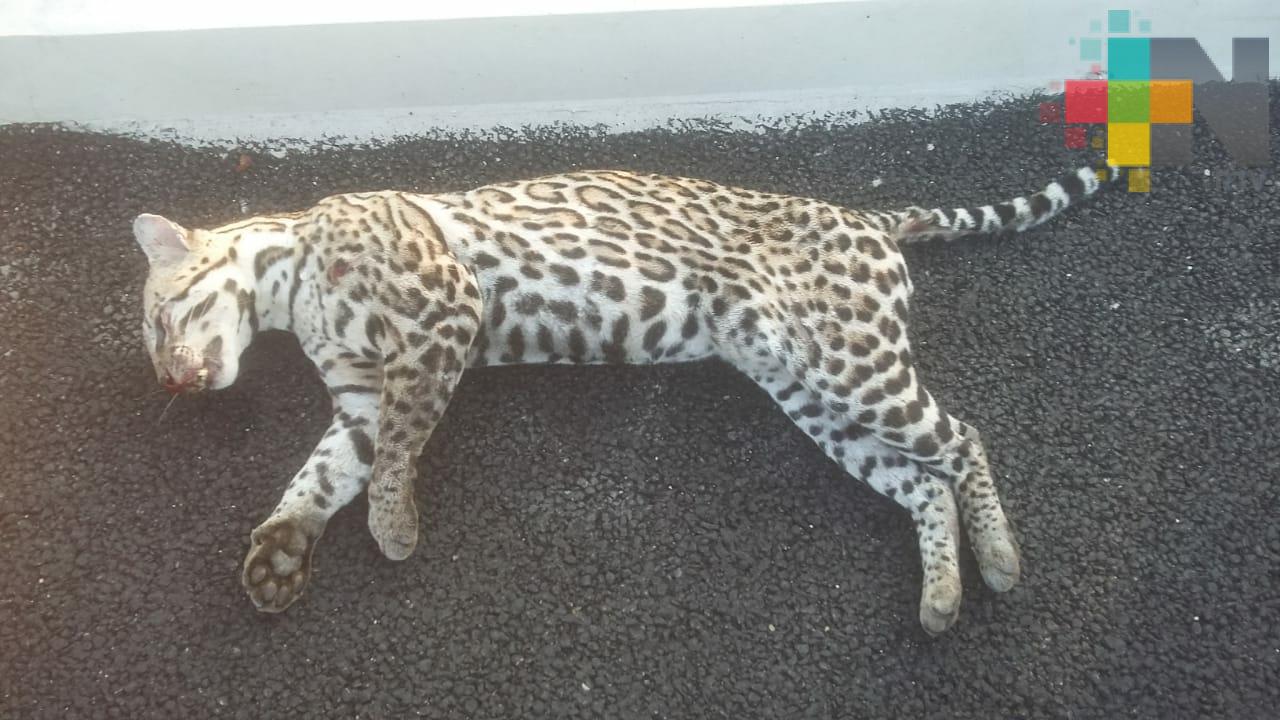 Muere felino atropellado en la carretera Ocozocoautla – Las Choapas