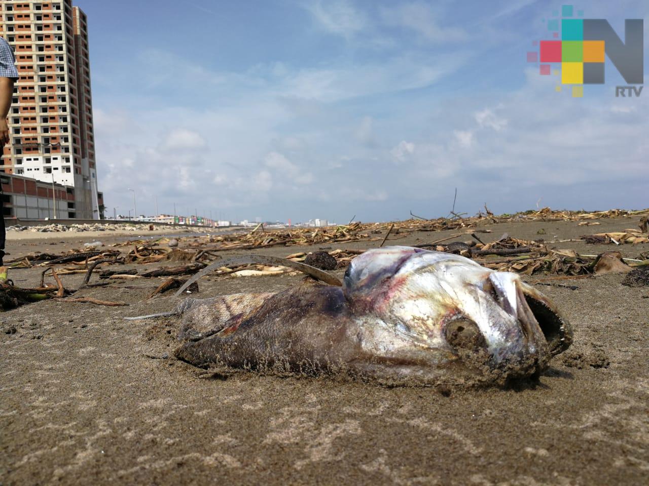 Aparecen peces muertos, algas y pantano en playa de Coatzacoalcos