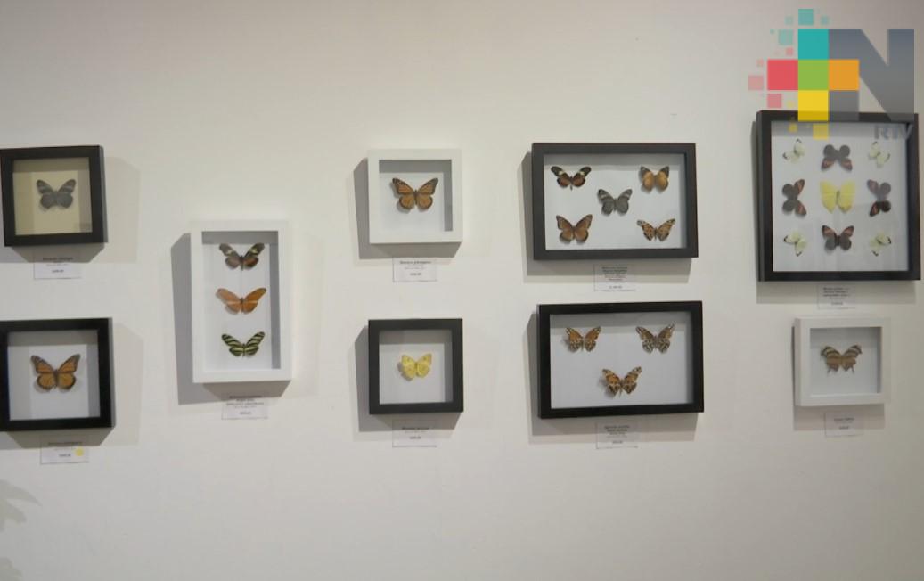 Concluye exposición mariposas naturales de Xalapa