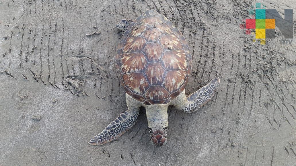 Hallan otra tortuga muerta en playa Villa del Mar en Veracruz