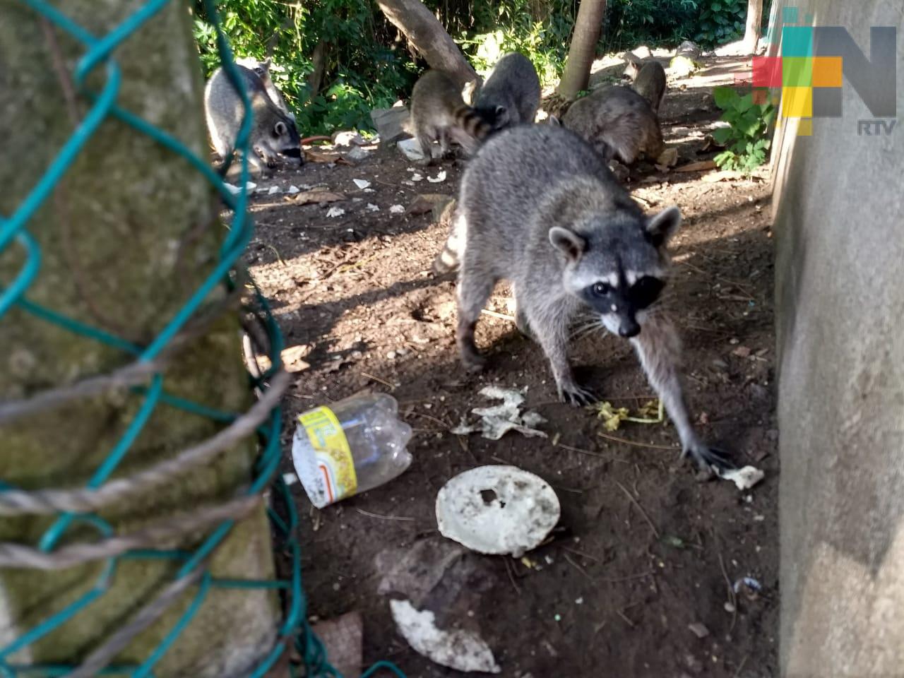 Reubicarán a mapaches del Bosque de Casuarinas a una UMA