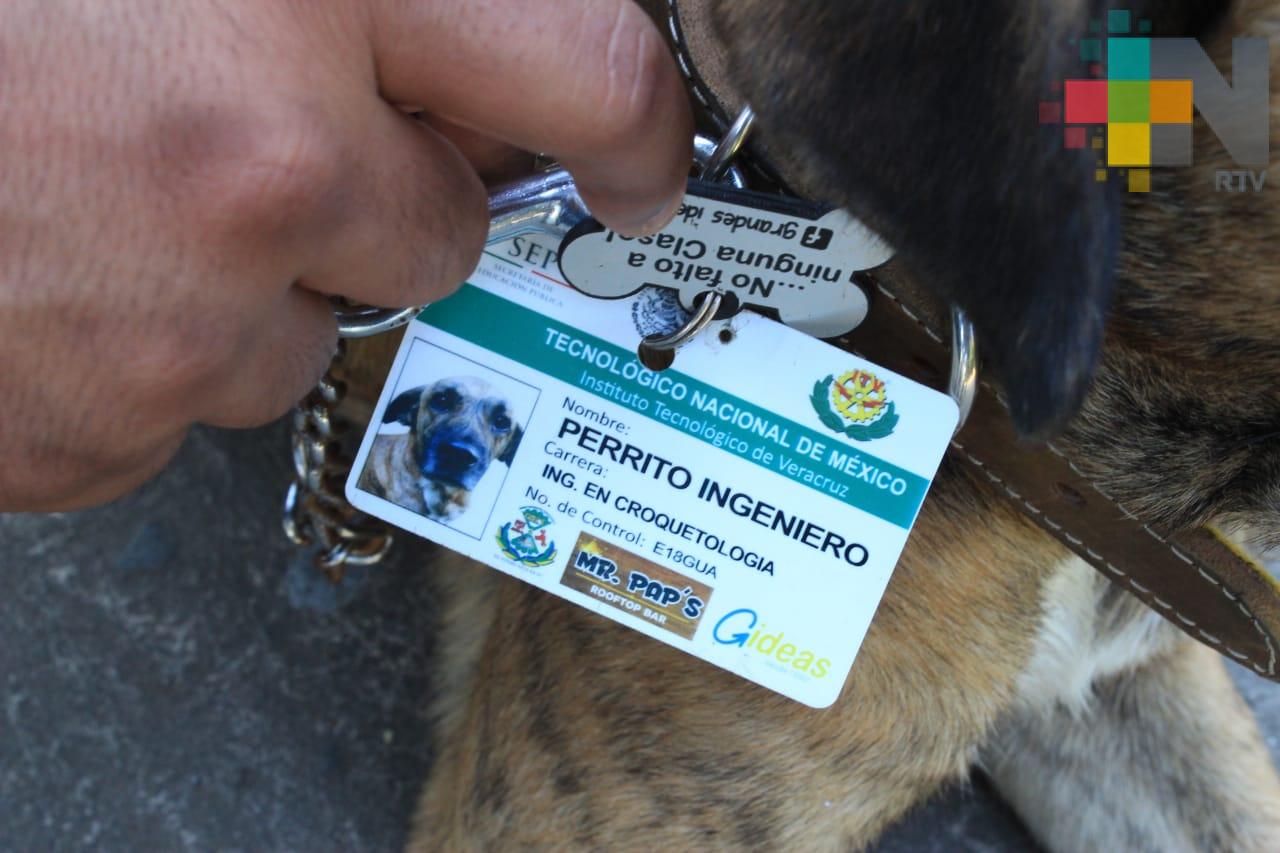 En el ITVER buscan hogar para Solovino, el perrito ingeniero