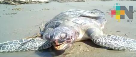 Aparece tortuga sin vida en playa de Coatzacoalcos