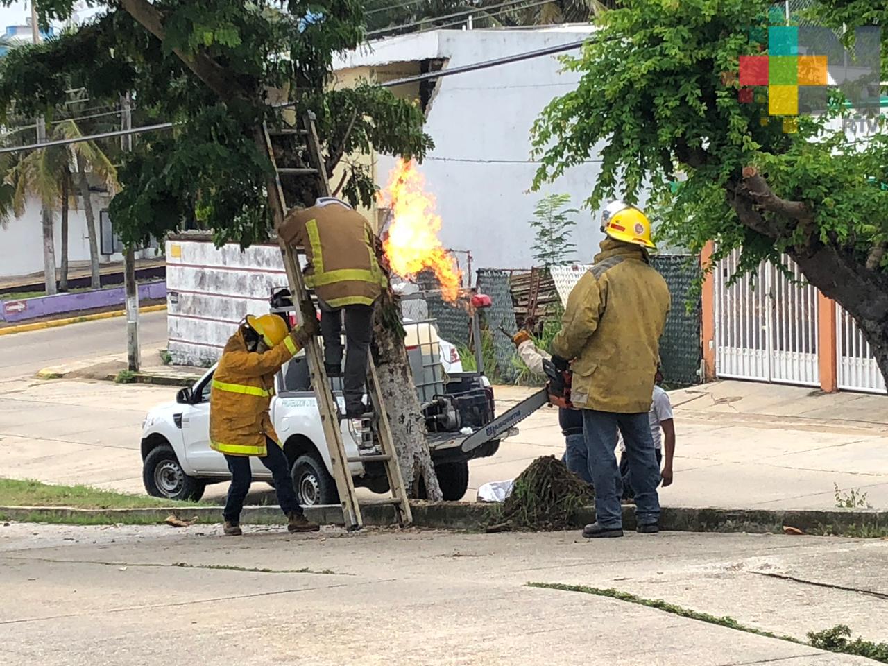 Abejas africanizadas atacan a vecinos de colonia de Coatzacoalcos