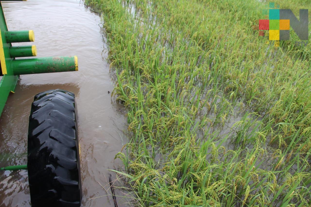 Impulsan siembra de arroz y otros granos en Veracruz a través de Producción para el Bienestar