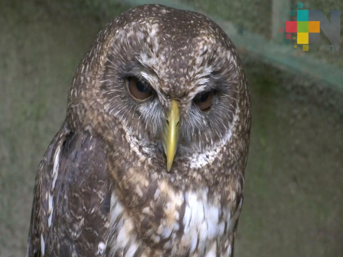 Realizan acciones para proteger al búho café, en Xalapa