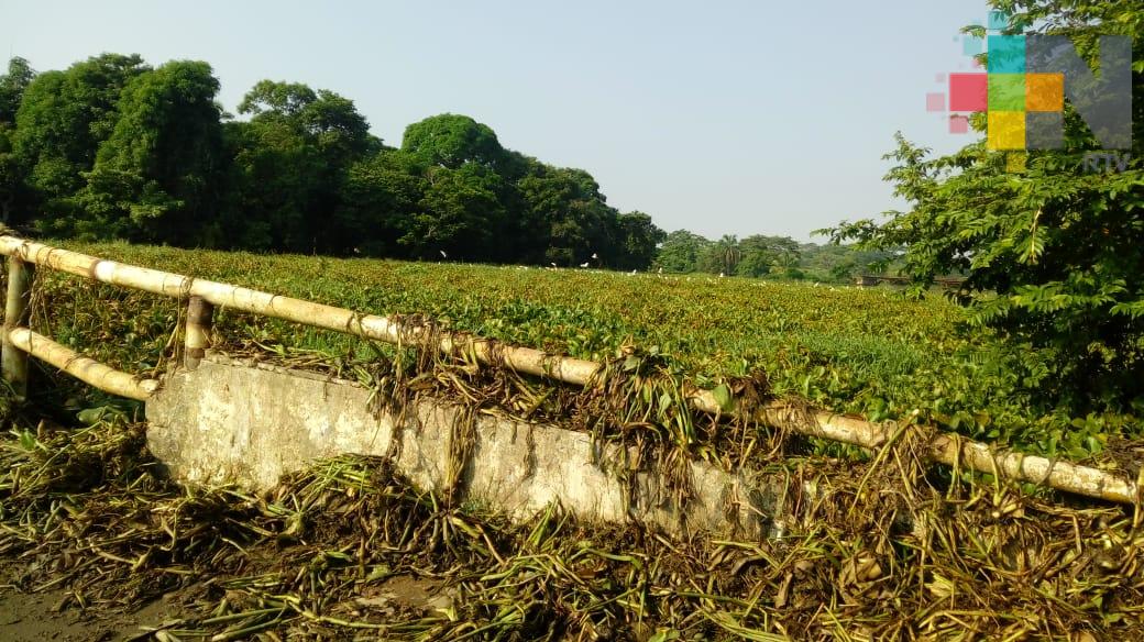 Quitan capa de lirio acuático que obstruye paso del río Coatzacoalcos en Minatitlán