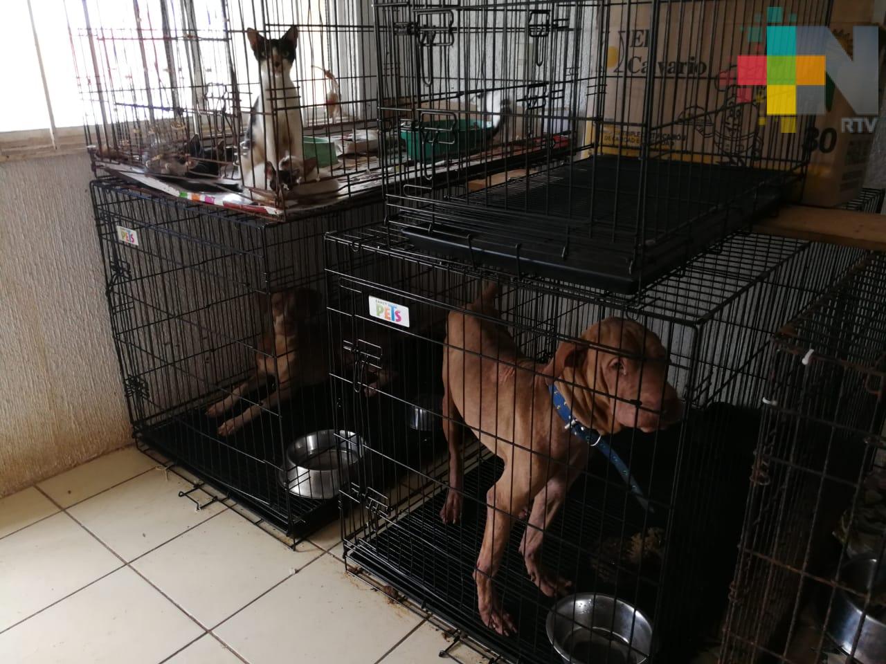 Animalistas atienden perros, gatos y hasta mapaches maltratados