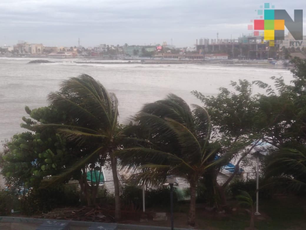 Norte provoca caída de árbol sobre autobús, en el puerto de Veracruz