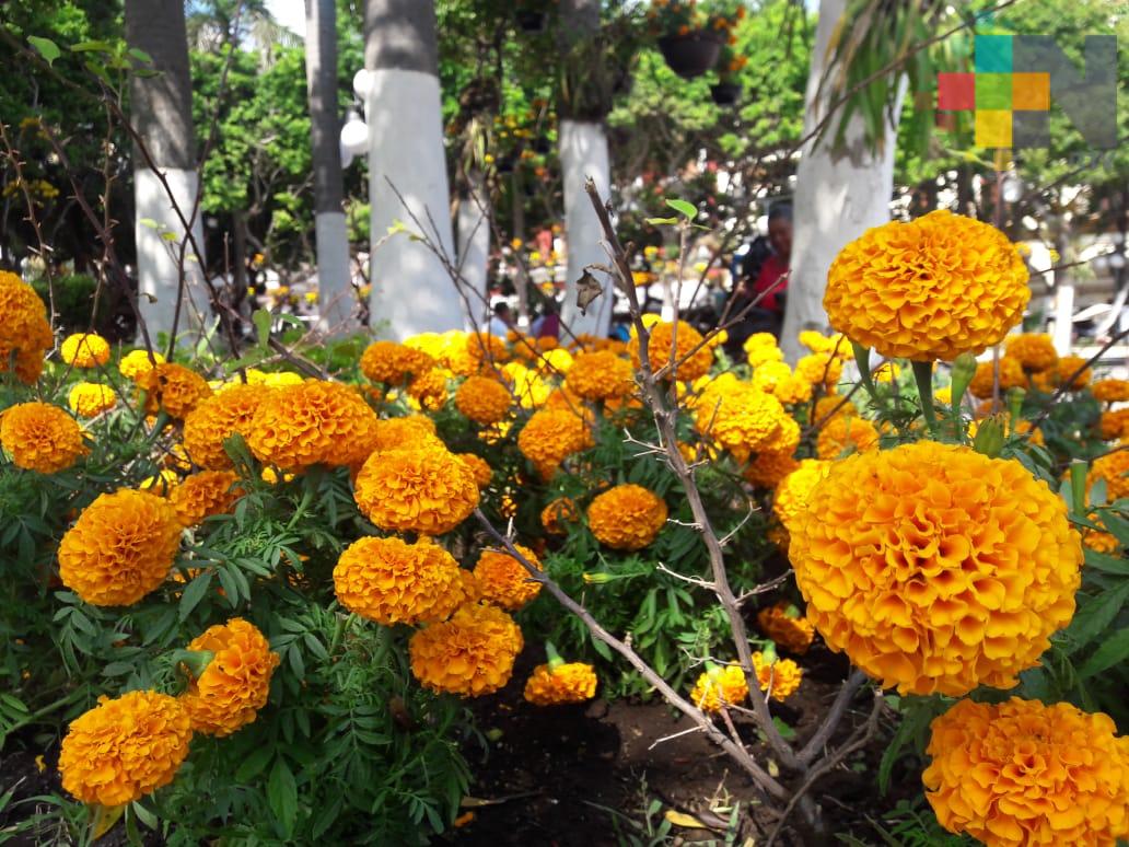 Garantizado abasto de flores para celebración de Día de Muertos: Sader