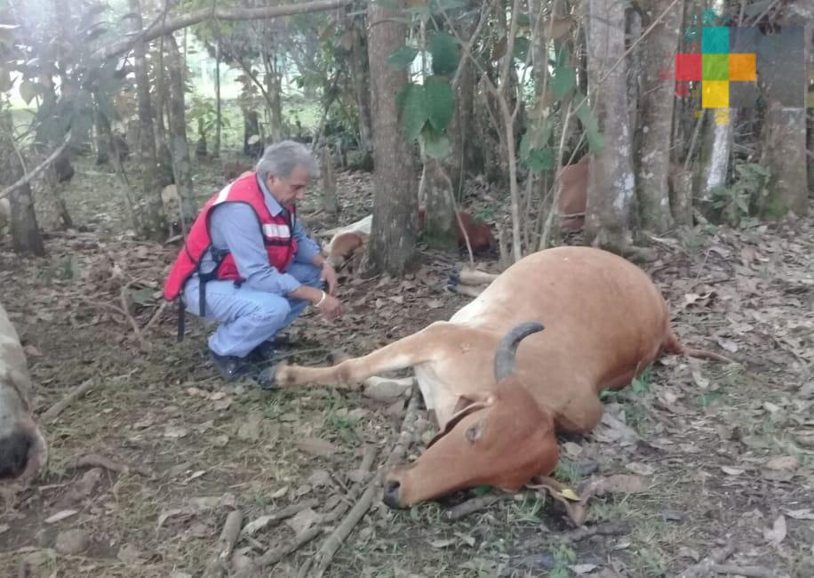 Tormenta eléctrica acaba con la vida de 11 vacas en ejido de Las Choapas