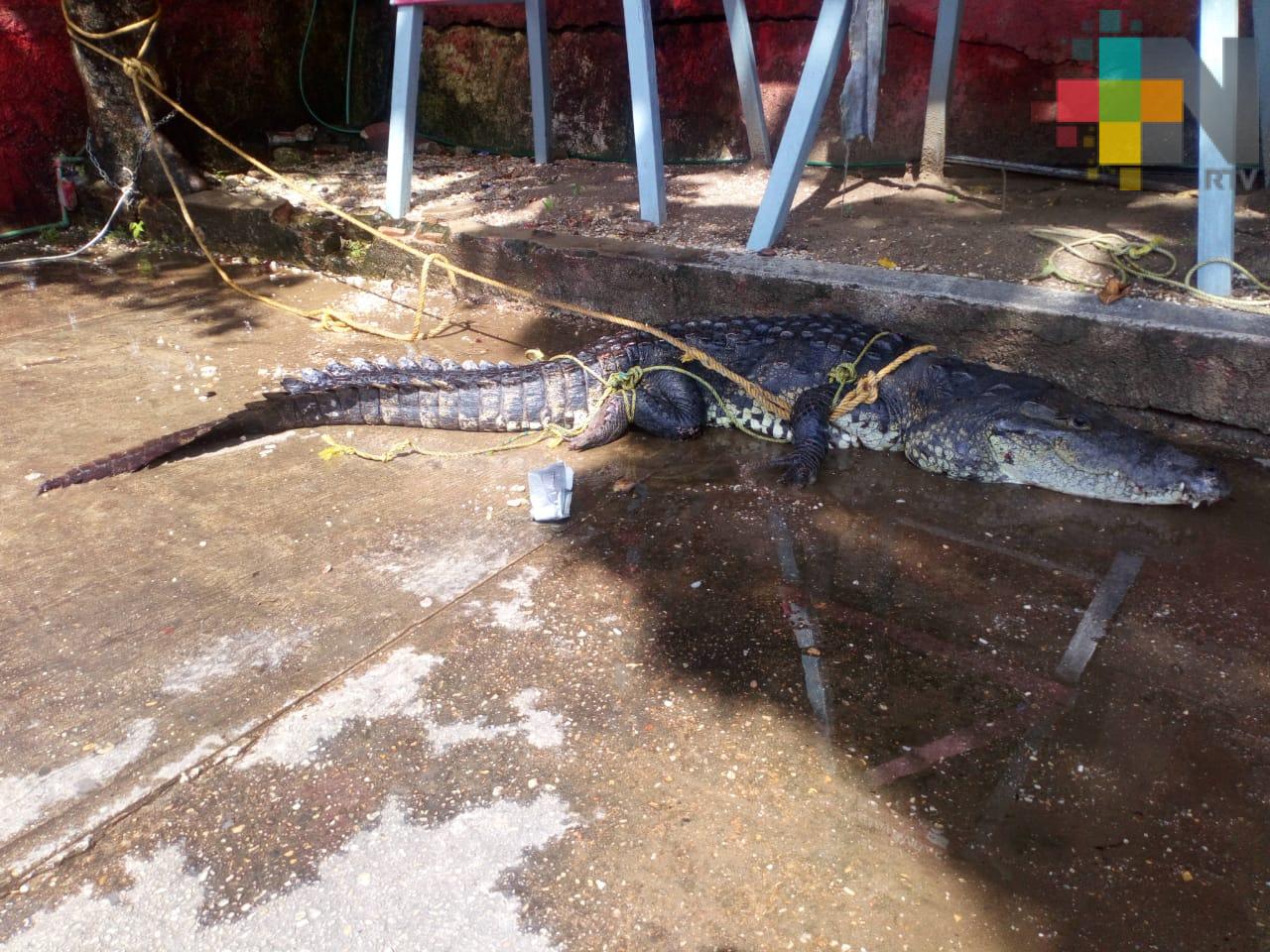 Capturan cocodrilo de tres metros de largo en Coatzacoalcos
