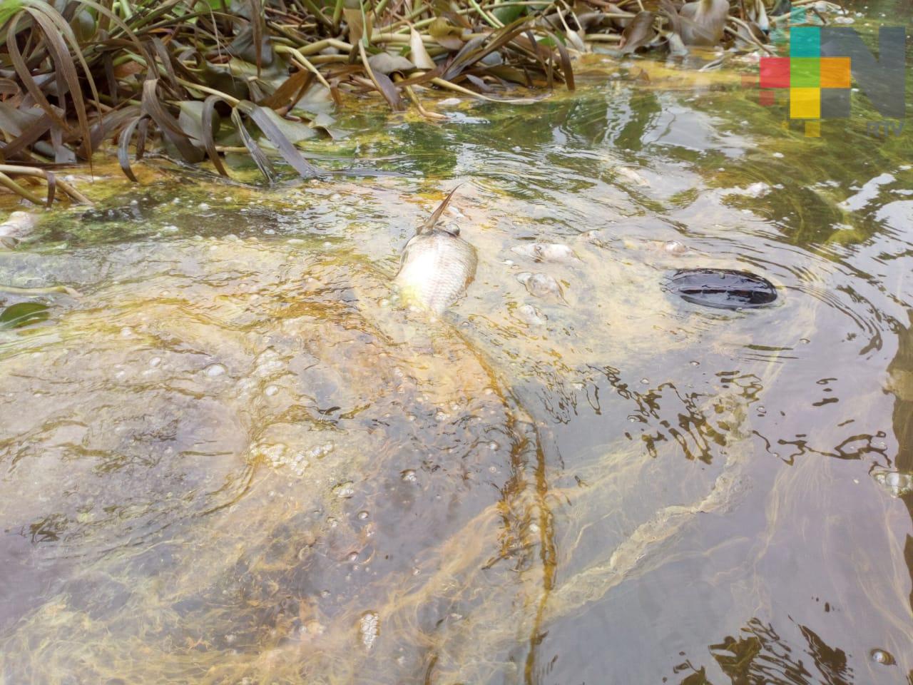 Derrame de hidrocarburo afecta fauna marina y habitantes de Nanchital