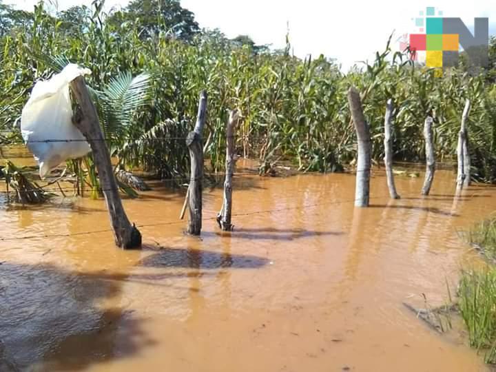 Por lluvias, ganaderos de Coatzacoalcos han rematado sus animales
