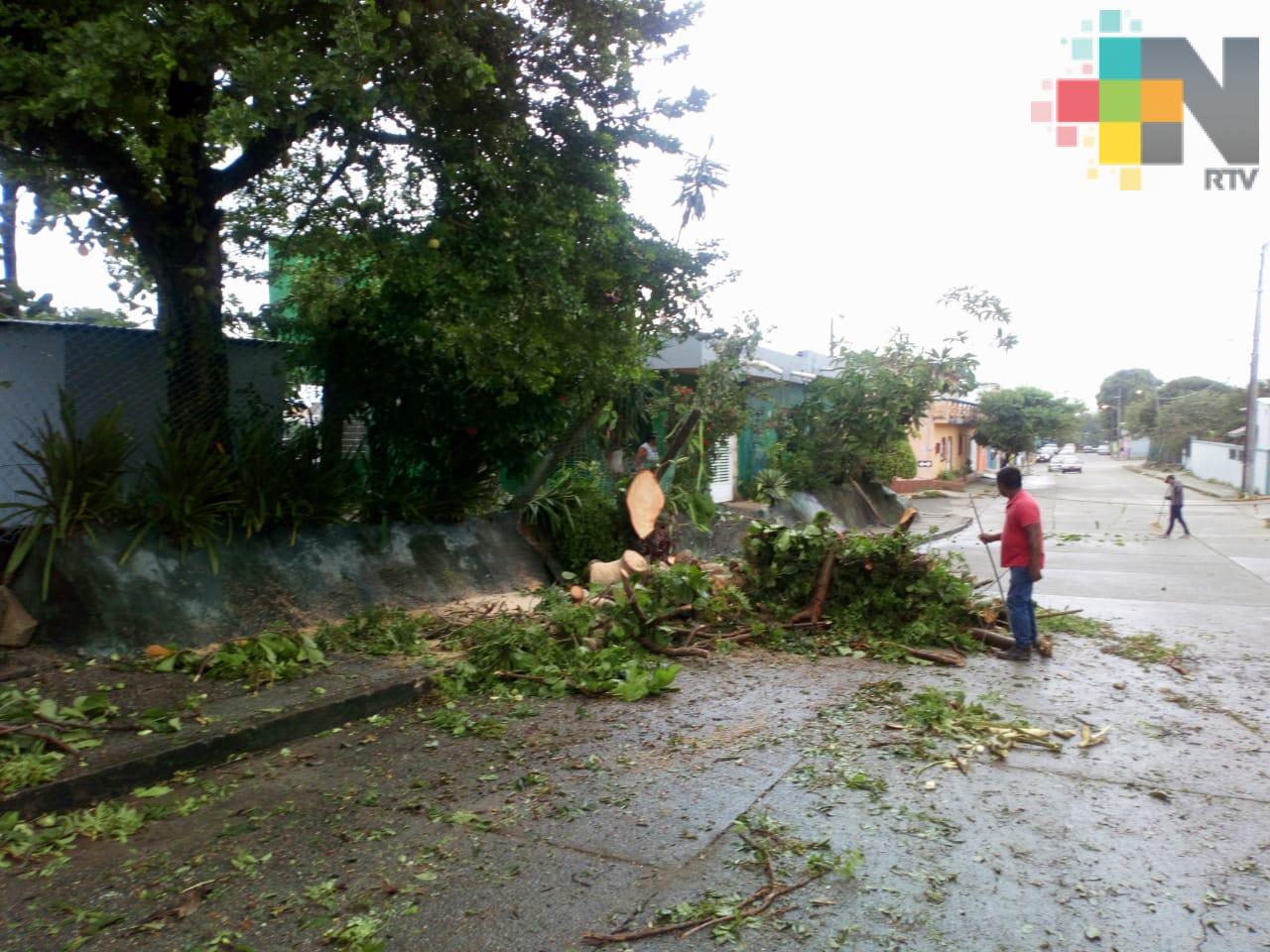 En Coatzacoalcos inician retiro de árboles derribados por tornado
