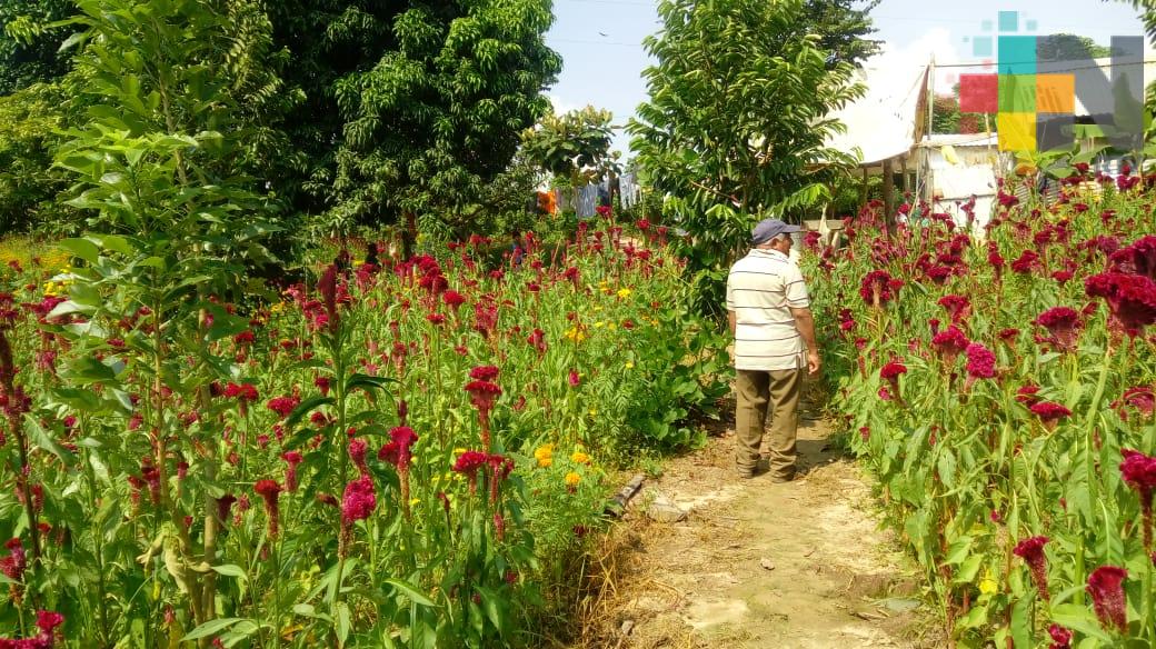 Lluvias afectaron producción de flores de muertos