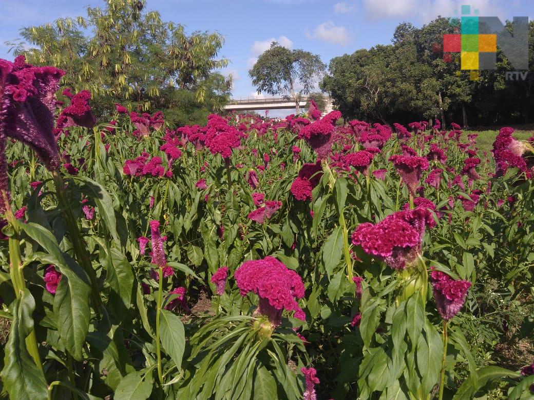 Flor de terciopelo, tradición familiar que se cultiva en Medellín de Bravo