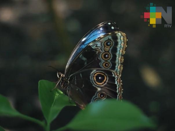 En la región de Los Tuxtlas se trabaja para proteger a las mariposas