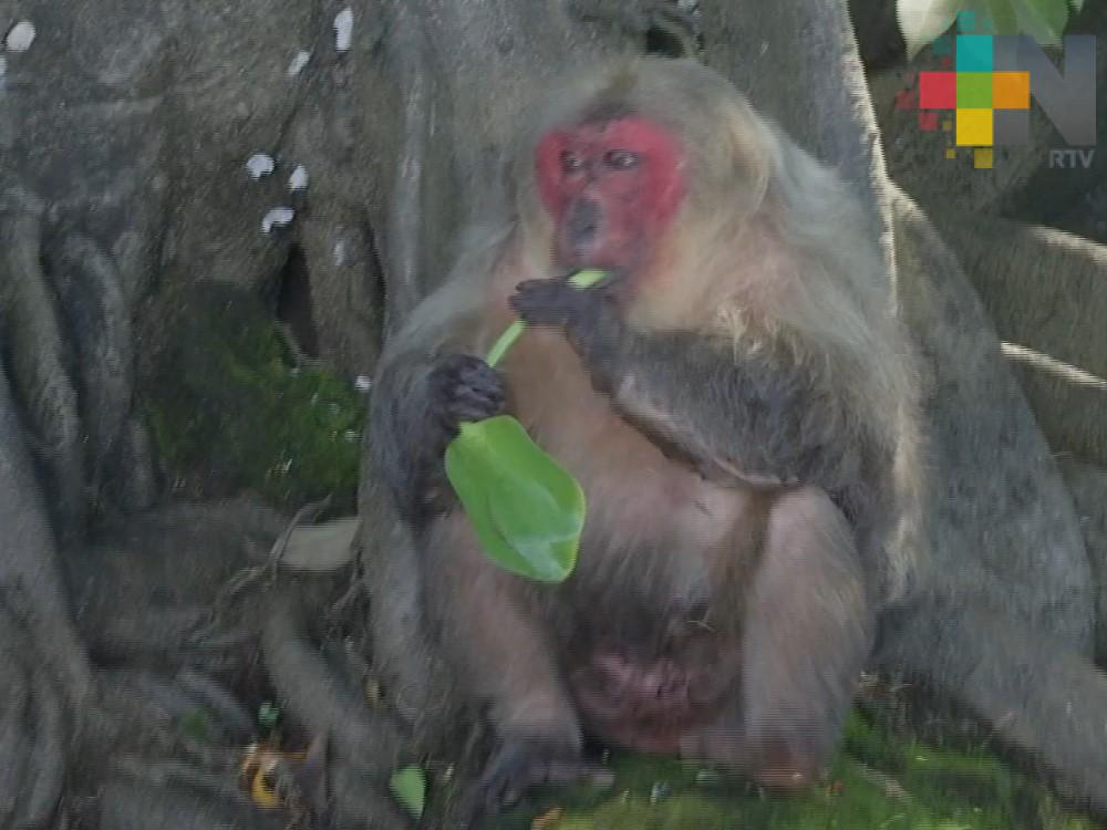 Macacos que habitan una de las islas en Catemaco padecen sobrepeso