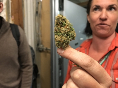 Canadá dará amnistía a enjuiciados por portar cannabis