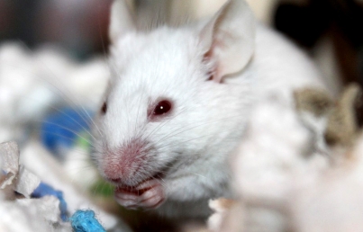 Logran en ratones primer transplante de esófago cultivado en laboratorio