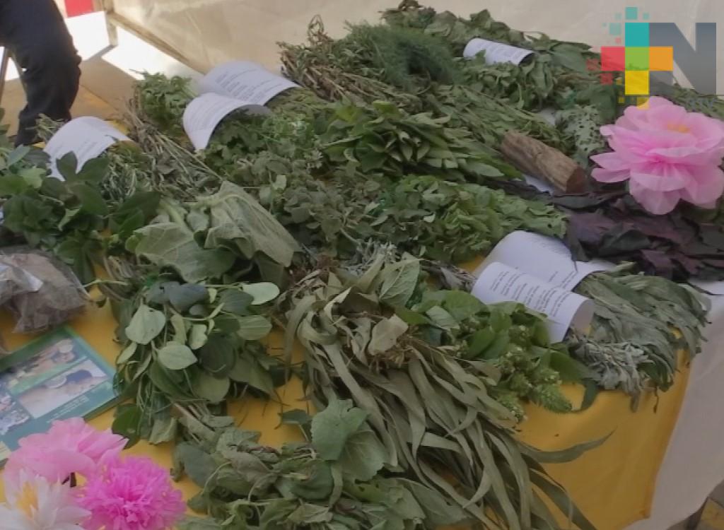 UV realiza proyectos de investigación sobre plantas medicinales