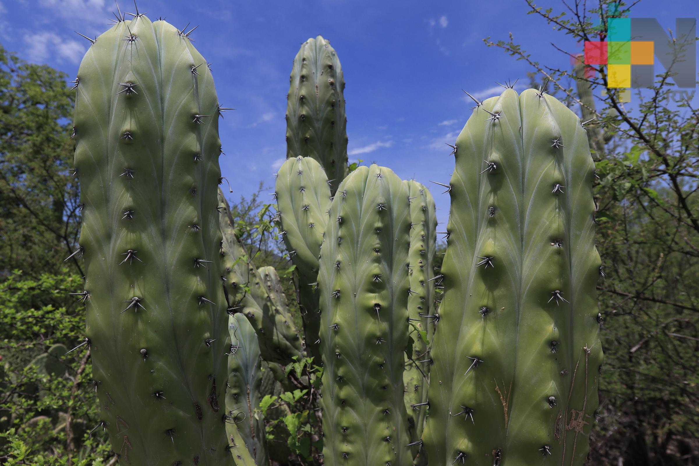 Las plantas perciben agresiones no dolor, aclara experto de la UNAM