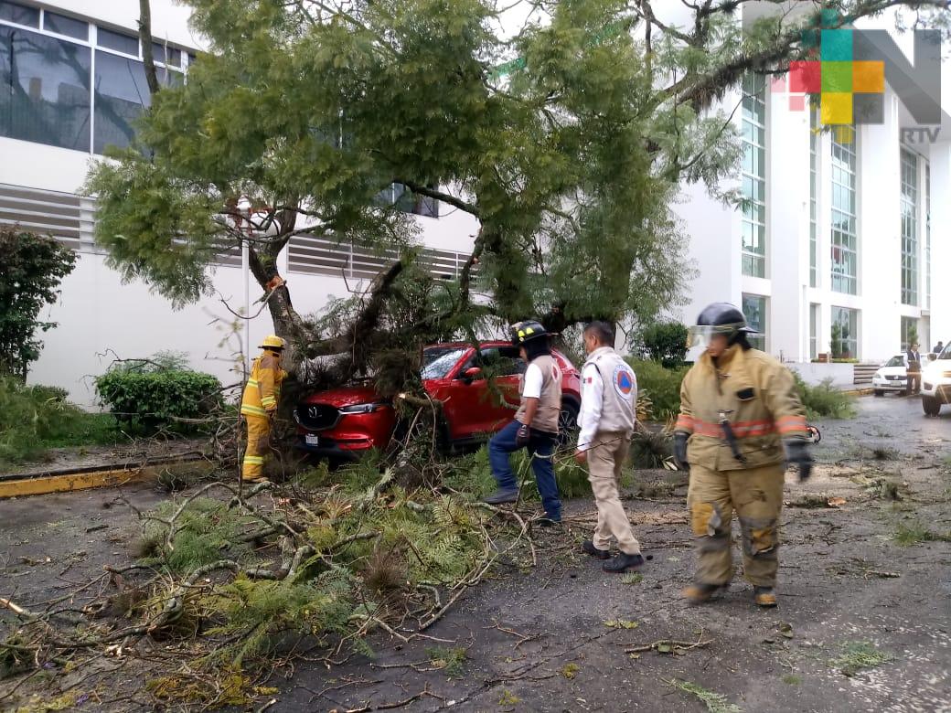 Cae árbol sobre auto; no hay heridos