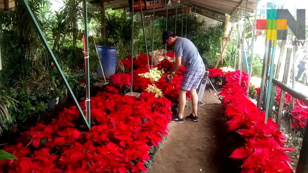 En Coatzacoalcos empiezan a comercializar flor de Nochebuena