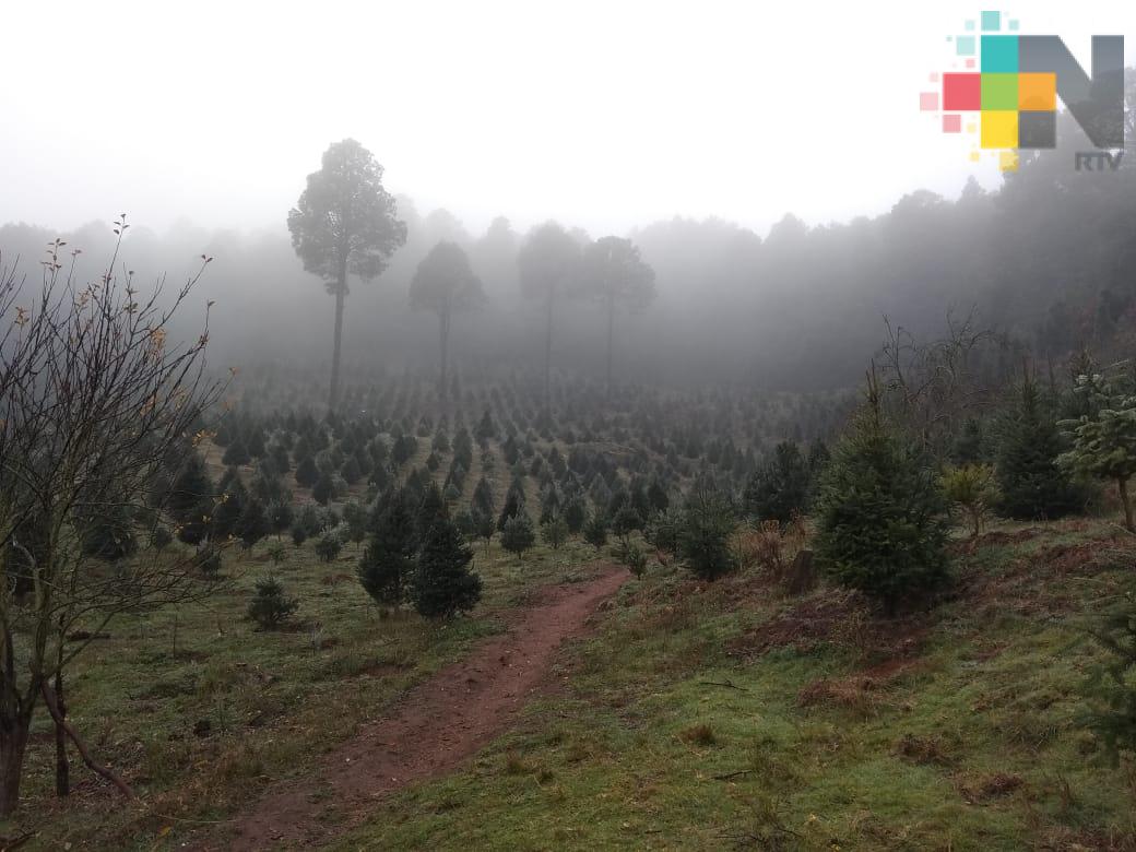 Se necesita incrementar el cultivo de árboles de Navidad en región de Las Vigas