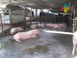 Rastro municipal de Tuxpan podría estar en riesgo de un colapso