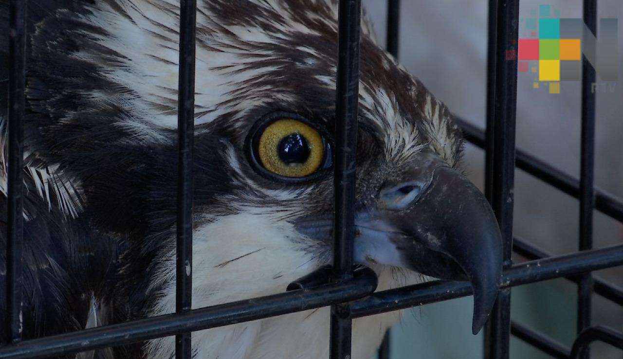 PC de Coatzacoalcos resguarda a un águila lesionada