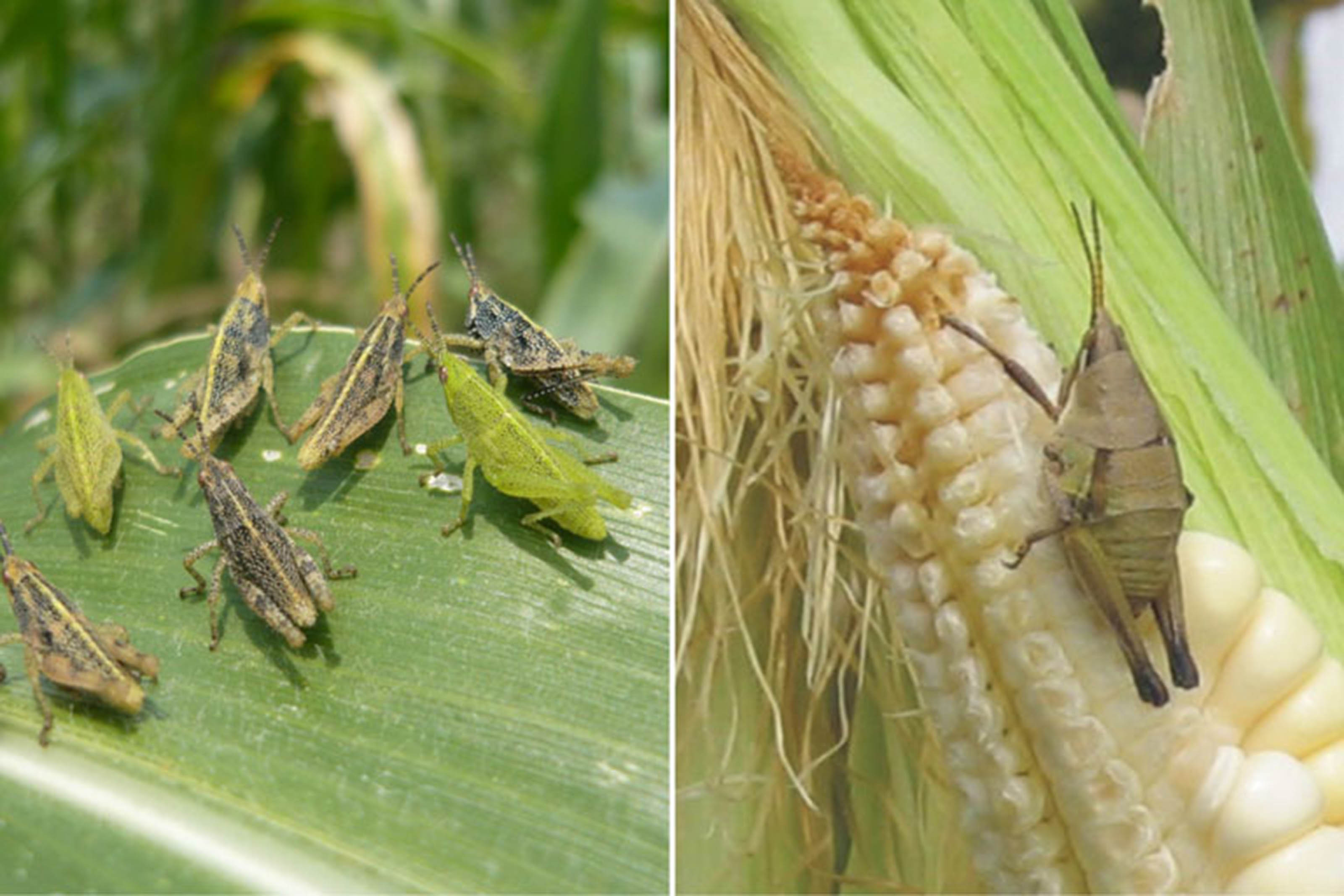 El chapulín de milpa, alternativa alimentaria