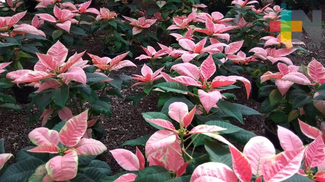 Se llevará a cabo el Festival de la Nochebuena en La Estanzuela