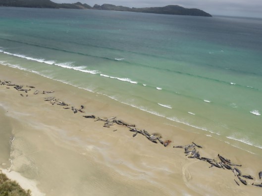 Mueren 145 ballenas tras quedar varadas en Nueva Zelanda