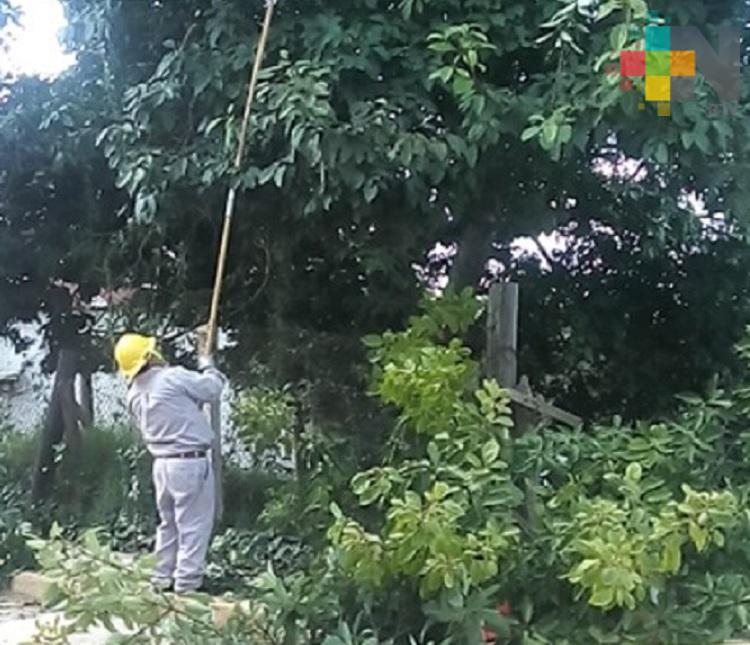 PC de Huayacocotla y CFE podan de árboles para evitar accidentes