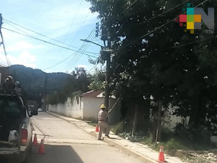 CFE desrama árboles para prevenir accidentes en Huayacocotla