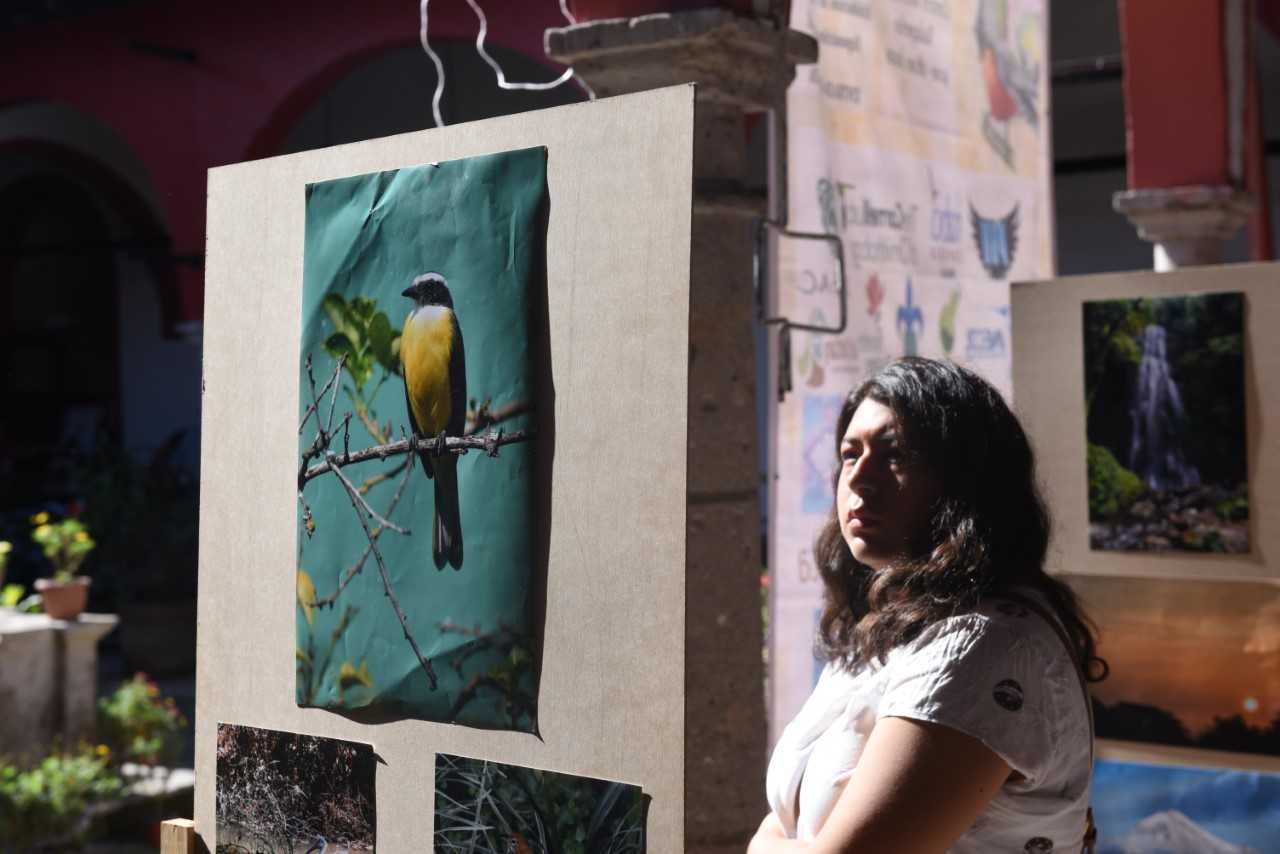 En Xalapa, 300 de las 720 especies de aves que existen en Veracruz