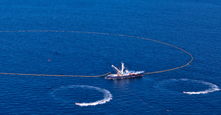 Autorizó la Sader para este año 95 toneladas de captura de marlín en el Golfo de México